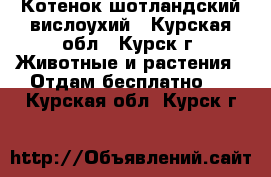 Котенок шотландский вислоухий - Курская обл., Курск г. Животные и растения » Отдам бесплатно   . Курская обл.,Курск г.